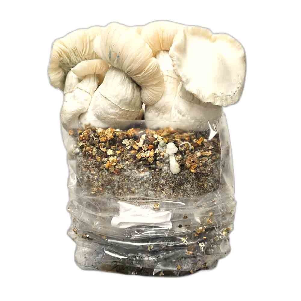 jack-frost-paddo-grow-kit.jpg